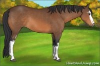 Horse Color:White Spotted Bay Sabino Rabicano 