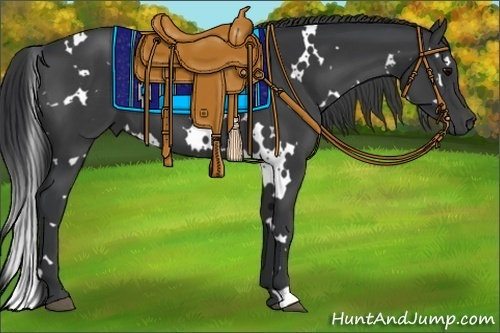 Horse Color:White Spotted Black 