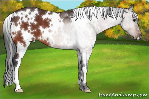 Horse Color:White Spotted Bay 