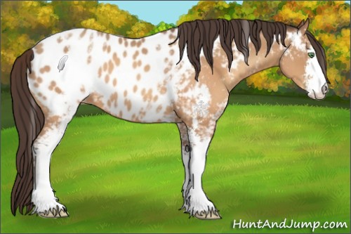 Horse Color:White Spotted Sable Champagne Sabino Blanket 