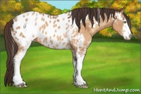 Horse Color:White Spotted Sable Champagne Sabino Appaloosa