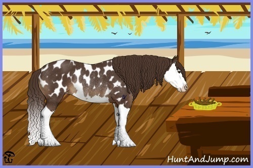 Horse Color:Liver Chestnut Splash Appaloosa Rabicano 