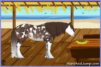 Horse Color:Liver Chestnut Splash Appaloosa Rabicano 