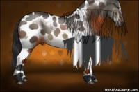 Horse Color:Brown Dun Sabino Splash Tobiano Frame Rabicano 