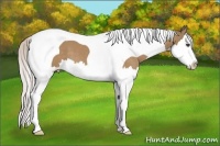 Horse Color:Silver Bay Dun Splash Tobiano 