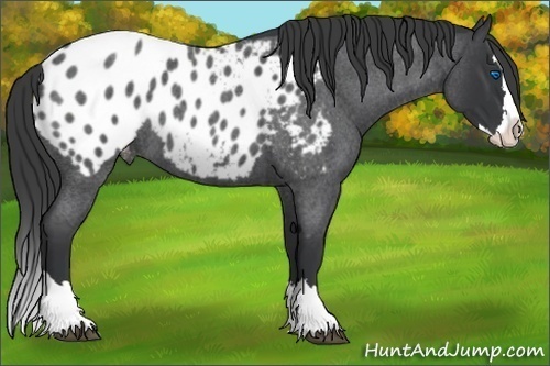 Horse Color:Blue Roan Splash Appaloosa 