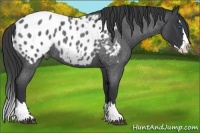 Horse Color:Blue Roan Splash Appaloosa