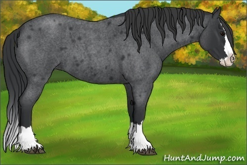 Horse Color:Blue Roan Splash