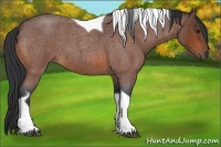 Horse Color:Bay Roan Tobiano 