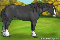 Horse Color:Blue Roan Splash 