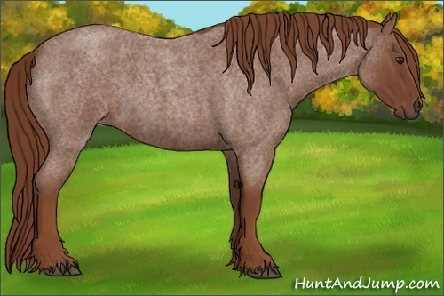 Horse Color:Red Roan