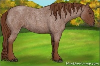 Horse Color:Red Roan