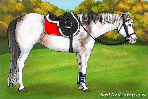 Horse Color:White Spotted Bay Splash 