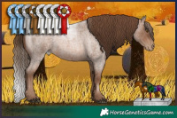 Horse Color:Brown Roan Pearl 