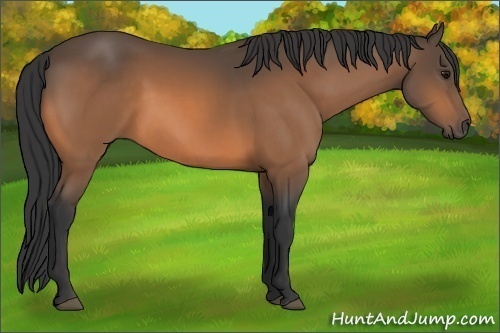 Horse Color:Buckskin 
