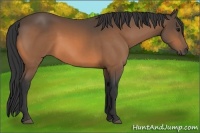 Horse Color:Buckskin 