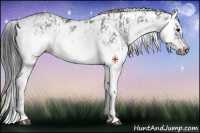 Horse Color:Grullo Sabino Splash  and Grullo Sabino Splash Frame 