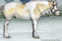 Horse Color:Chocolate Palomino Onyx Sabino Tobiano Appaloosa 