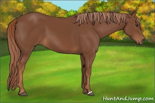 Horse Color:Chestnut 