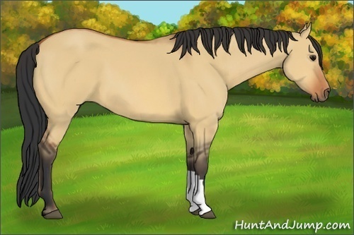 Horse Color:Bay Dun 