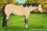 Horse Color:Bay Dun