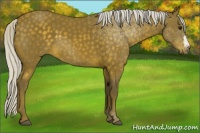 Horse Color:Silver Buckskin 