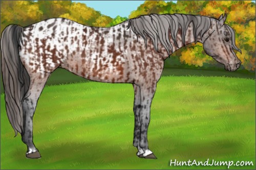 Horse Color:Bay  and Bay Appaloosa 