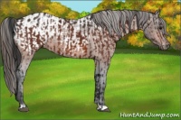 Horse Color:Bay  and Bay Appaloosa 