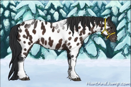 Horse Color:Brown Sabino Tobiano Near Leopard 