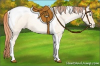 Horse Color:Amber Cream Champagne Roan Pearl Tobiano Appaloosa