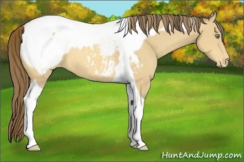 Horse Color:Amber Cream Champagne Tobiano Appaloosa 
