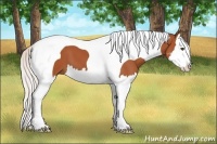 Horse Color:Silver Bay Sabino Splash Tobiano