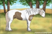 Horse Color:Liver Red Dun Splash Tobiano 