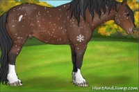 Horse Color:Bay Snowflake Varnish