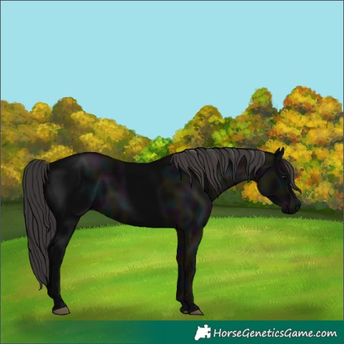 Horse Color:Midnight Smoky Black 