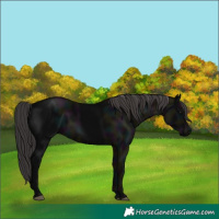 Horse Color:Midnight Smoky Black