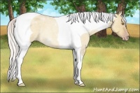 Horse Color:Silver Classic Champagne Roan Dun Tobiano