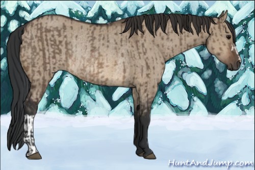 Horse Color:Brown Dun Rabicano  and Brown Dun Rabicano 