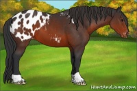 Horse Color:Brown Appaloosa 