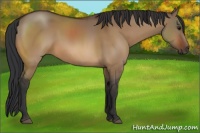 Horse Color:Bay Dun
