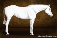 Horse Color:Blue Roan Varnish