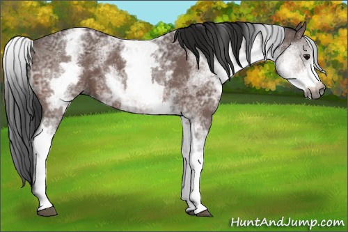 Horse Color:Gray White Spotted Bay Ice 