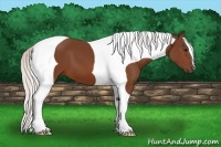 Horse Color:Silver Bay Tobiano 