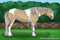 Horse Color:Silver Bay Dun Splash Tobiano