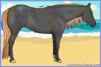 Horse Color:Midnight Buckskin Ice Roan Pearl