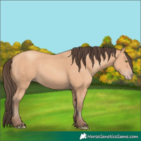 Horse Color:Amber Champagne 