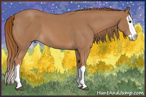 Horse Color:Red Roan Splash 