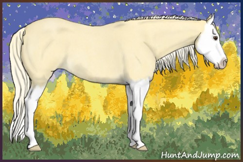 Horse Color:Palomino Roan Splash