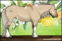 Horse Color:Silver Bay Dun Tobiano 