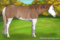 Horse Color:Chestnut Splash Rabicano 